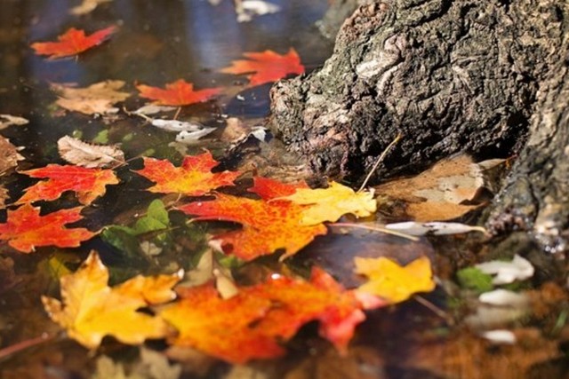 Пуховики доставать рано: в Украину идет второе «бабье лето»