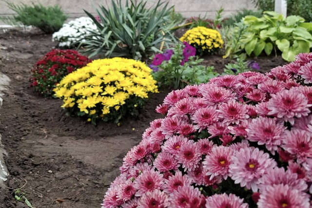 В больнице Мечникова устроили Бал хризантем