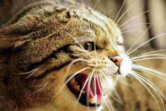 Более десятка жертв: в Кривом Роге у покусавшего людей кота подтвердили бешенство