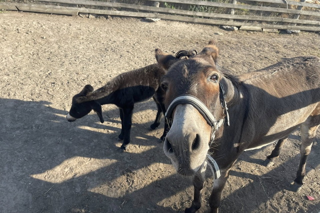 Под Днепром спасли семью осликов, переживших ужасы войны