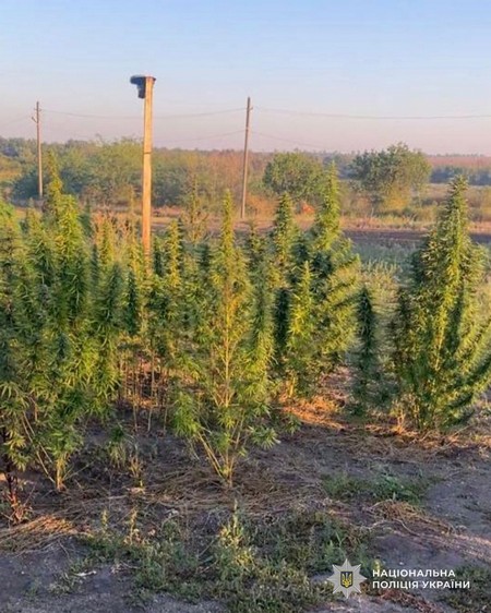 Поліцейські Дніпропетровщини викрили чоловіка, який вирощував рослини конопель