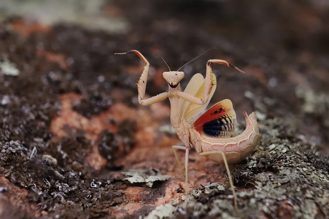 На Дніпропетровщині зустріли рідкісний вид богомолів