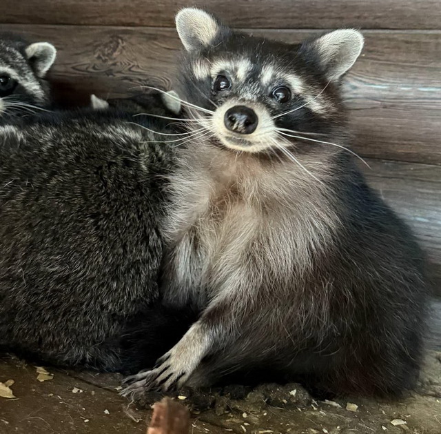 Він вижив тільки тому, що виявився тяжко хворим...