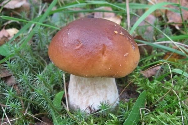 На Дніпропетровщині родина отруїлася грибами