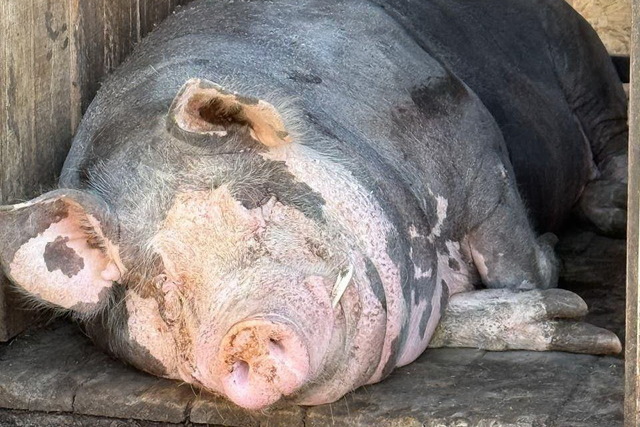 В Днепре спасли поросеночка, которого нашли в лесу грибники