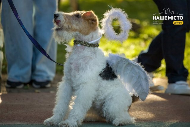 Житло з тваринами: Дніпропетровщина — серед регіонів-лідерів за кількістю pet-friendly житла для оренди