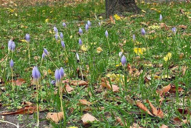 В парке имени Шевченко в Днепре расцвела целая поляна осенних цветов