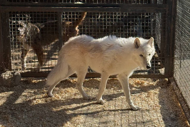 В Днепровском приюте спасли волка с трудной судьбой