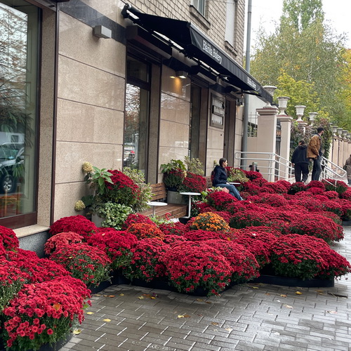 Композиції із хризантем стали окрасою вулиць Дніпра