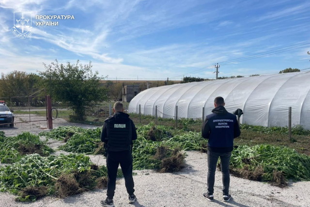 На Дніпропетровщині затримали чергових «фермерів», які вирощували коноплі