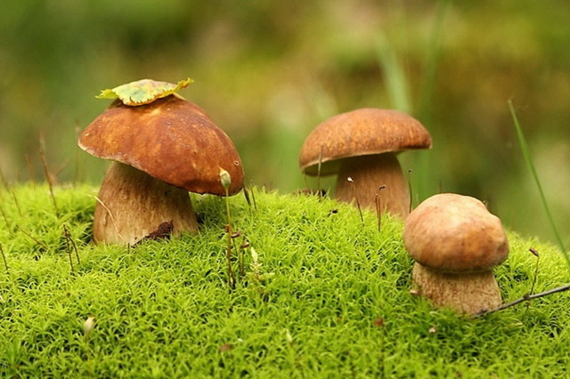 Зростає кількість отруєнь дикорослими грибами!