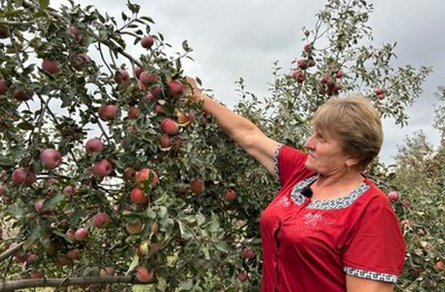 Тамара. Суспільне Дніпро «Вродили усі сорти»: подружжя з Дніпропетровщини вирощує яблука за майже 20 км від лінії фронту