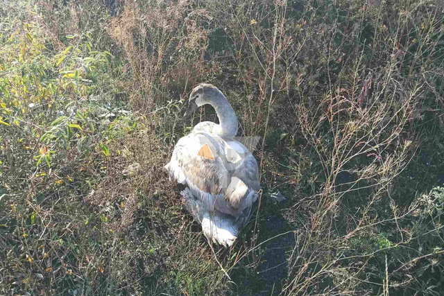 На Днепропетровщине спасают лебедя: нужна помощь
