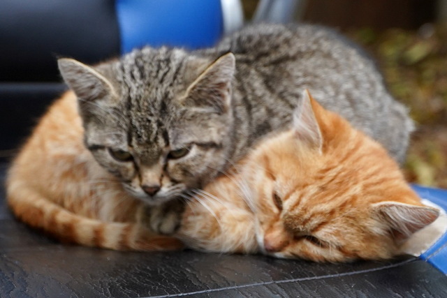 Воины Днепровской бригады «Дикое поле» отпраздновали Всемирный день котов