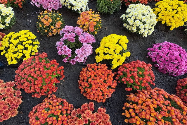 У парках Дніпра квітнуть хризантеми