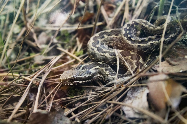 У Дніпрі живе степова гадюка: наскільки вона небезпечна