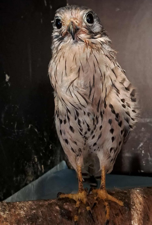 Героїчний Шрайк вже ніколи не злетить...