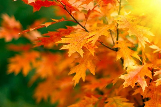 Осінь під впливом циклону з північного сходу: прогноз погоди на тиждень по Дніпропетровщині