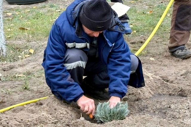 В парке Сагайдак высадили 300 кустов лаванды