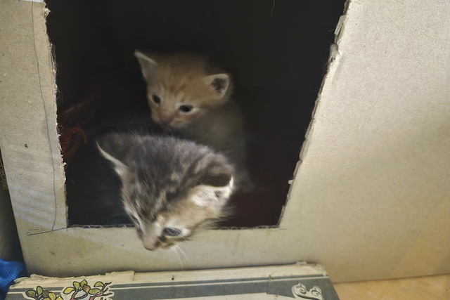 В исторический музей Днепра приняли пять хвостатых научных сотрудников