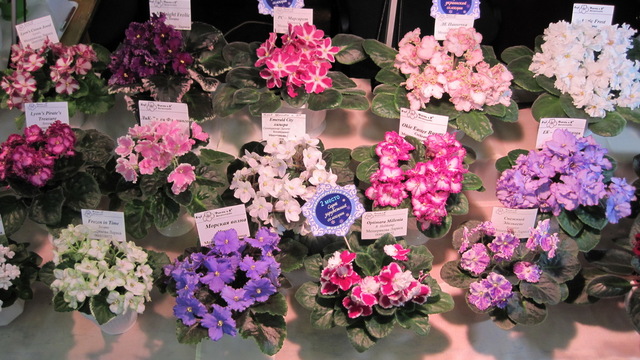 Дніпрян запрошують на виставку фіалок