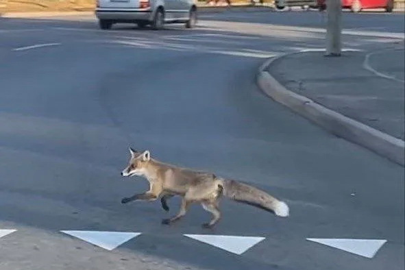 В Днепре на Победе посреди дороги бегала лиса