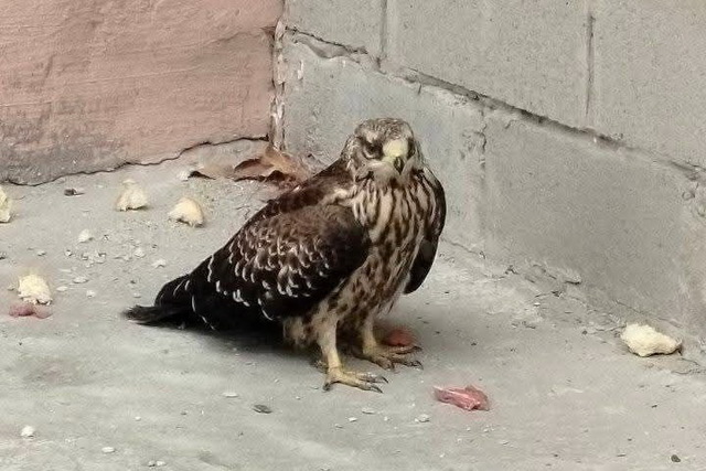 Волонтеры Днепра продолжают спасать редких птиц, попавших в беду