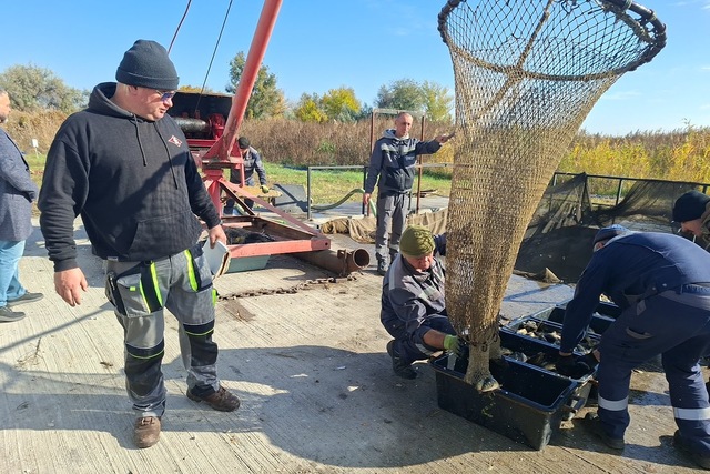 В Петриковском рыбхозе раскрыли секреты разведения ценных видов рыб