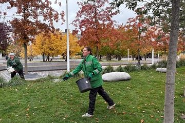 В Днепре за два последних месяца 2025 года потратят более 35 млн грн на озеленение