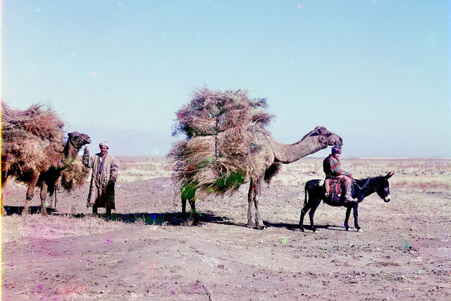 Как верблюды помогали жителям Половицы