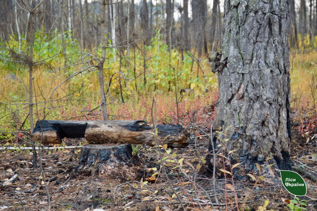 На Днепропетровщине на треть сократилось число лесных пожаров