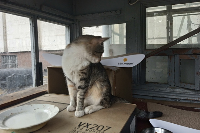 Співробітникам історичного музею Дніпра подарували кігтеточки