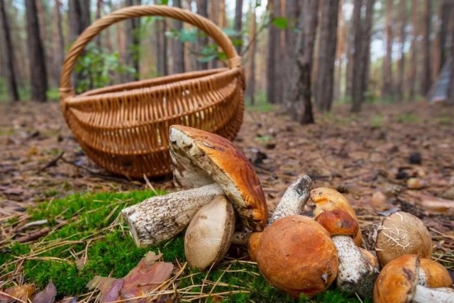 иллюстративное фото из открытых источников Опасный урожай: что нужно знать днепрянам, чтобы не отравиться грибами осенью