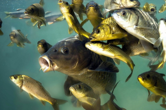 На Днепропетровщине собираются развивать рыбное хозяйство