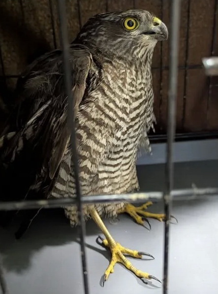 У Нікополі сокіл збив собою дрон, який летів на людей