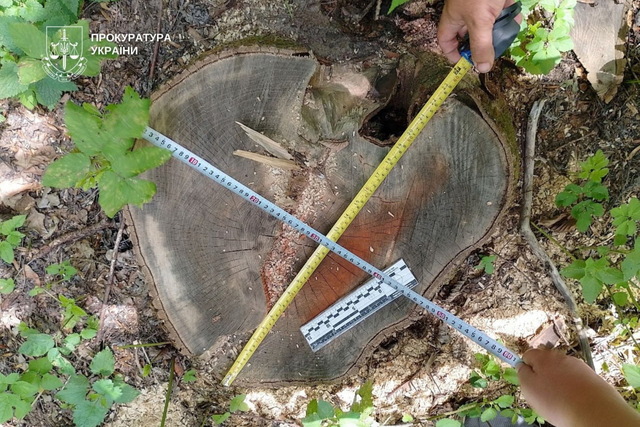 На Днепропетровщине передали в суд дело бывшего руководителя лесхоза, из-за которого уничтожили деревьев почти на 7 млн грн
