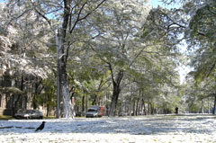 ������ ���� � ������