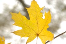 ������ ������, �� �� �������