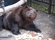 ����� ����, ��� �����!