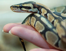 � ��������������� �������� �������� ����������