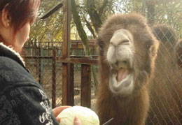 �������� �������� ���������� 