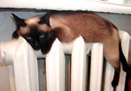 ����� � ������