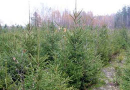 ��� ����������������� ���������� ����������� ����������