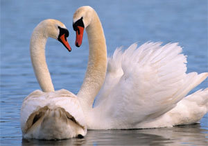 ������ ������������� �� ���� �����, ������������ ������� �������