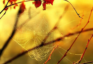 � ������� ����� ��� ��� �������� ��������� � ���� ����� ����