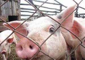 ������� ��������� �������� �������� ��������� ������������� �� ����������������� ������ � � ���������