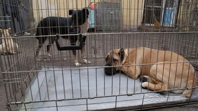 Собаку с человеком свяжут номером