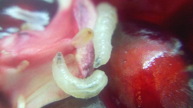 � ���������������� ������� �� ������ ������� ������� � ��������� ����������� ���� 