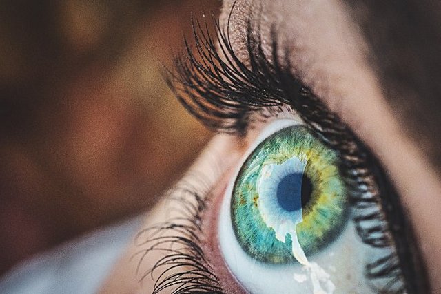 � ������ ����������� ���������-�����������