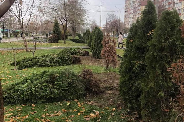 Скандал: на аллее Левобережного-3 коммунальщики выкапывают туи